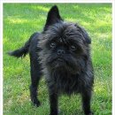 강아지영토 이미지