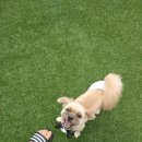 아지트 포 독 이미지