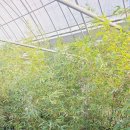 김영규농장 이미지