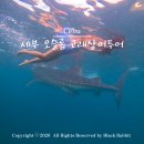 고래꿈호텔 | 세부여행 오슬롭 고래상어투어 알찬코스 예약 후기 귀여운 거북이까지!