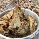 고래골농장 이미지