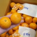 플레르망고