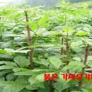 덕산농장 이미지