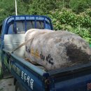 천등농장 이미지