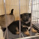 남원동물병원 이미지