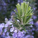 로즈마리 이미지