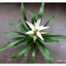 아나나스 이미지