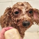 휴먼앤펫 이미지