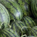 임홍식농장 이미지