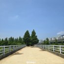 진교 메타세쿼이아길 | 화명생태공원 유럽 수국 메타세콰이어숲길 위치 가까운 주차장 개화상태