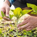 용산2농장 이미지