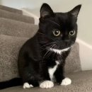 고양이랑 이미지