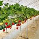 유영수 농장 이미지