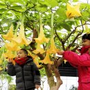 엔젤 식물원 이미지