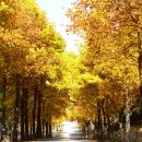 청주가로수길 이미지