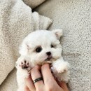 신도시켄넬 이미지