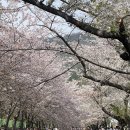 우리엄마충무김밥 | 봄, 꽃, 여행