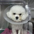 스마트동물병원 군자점 | 일산 스마트동물병원 강아지 장염 입원 후기