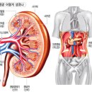 약 너무 먹지 마세요, 콩팥이 힘들어요 이미지