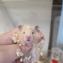 햄스터 라운지 이미지