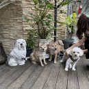 자니펜션 | [가평 애견동반펜션, 대형견펜션]계곡 근교 애견동반 자니펜션