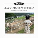 울산 아이와 가볼만한곳 하늘목장 38개월 아기 주말 나들이 후기