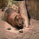 뽀바쥬 | [부산] 실내 동물원 명지 라라쥬 후기