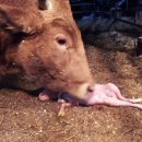 람세스한우농장 이미지