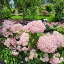 수국정원 이미지