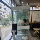 데스티니 퍼피 이미지