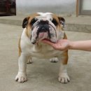 불독하우스 이미지