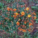 인영농장 이미지