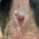 팔자좋은강아지 | 강아지 항문 혹 제거 수술 후기와 회복 과정