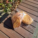 쉘브르베이커리 이미지