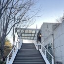 서울숲공원 관리사무소 | 서울숲ˋ°•*⁀➷응봉산 개나리 [2025년 3월 29일]