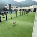 헤라펜션 | 🐕최고의 만족도 가평 비비숑숑펜션 펜션이아니라 완전 애견리조트에요!🐕