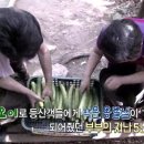 부부오이