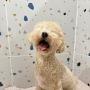 애견호텔 이미지