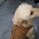 골든셀프워시 이미지
