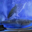 경기도 수원시 권선구 수원천로 7 (세류동) | [수원/세류동맛집] 수원 방어 맛집 어랑나랑 주말 웨이팅 내돈내산 후기