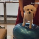 하나카동물병원 | 강남동물병원 하나카동물병원 반려동물 건강 지킴이