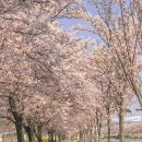 은해사 벚꽃길 이미지