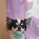 까끼애견미용 이미지