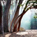 소나무 풍경 이미지