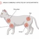 프라임 동물의료센터 이미지
