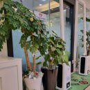 더플랜트치과의원 이미지