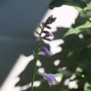라디아의정원 | [작은정원 아침산책] 정원에 초화를 심는 이유는 이것일까