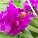 분홍바늘꽃(신품종).분홍달개비.키작은아이리스 이미지