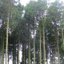 170709 対馬島 白嶽山(上見板-白嶽神社 鳥居-白嶽山/めたけ(雌岳)-白嶽山/おたけ(雄岳)- すも(洲藻 登山口) 이미지