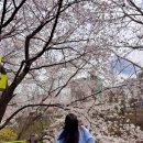 잠원초등학교 | 반포천 허밍웨이길 피천득 산책로 반포 벚꽃 구경